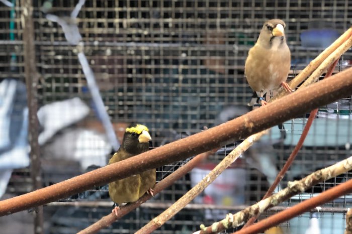 avond kernbijters. ( cocotthraustes  vespertinus)