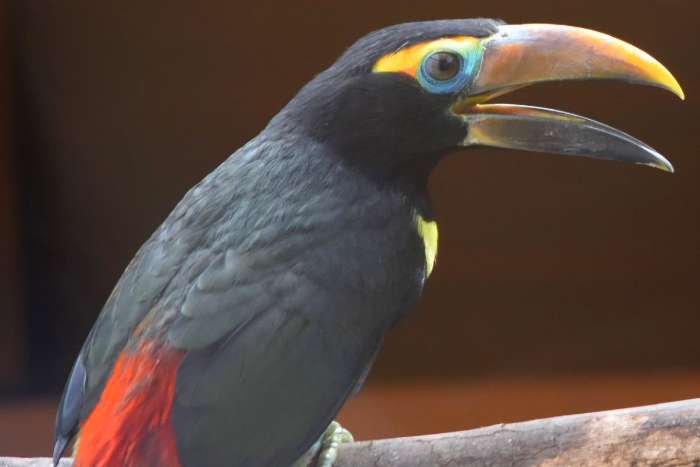 2,3 green aracari, pteroglossus viridis