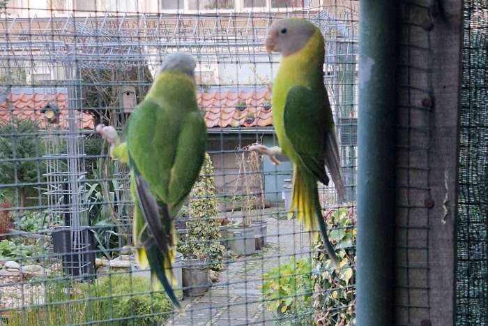 vogelruilbeurs vv de kolibri noordwijkerhout