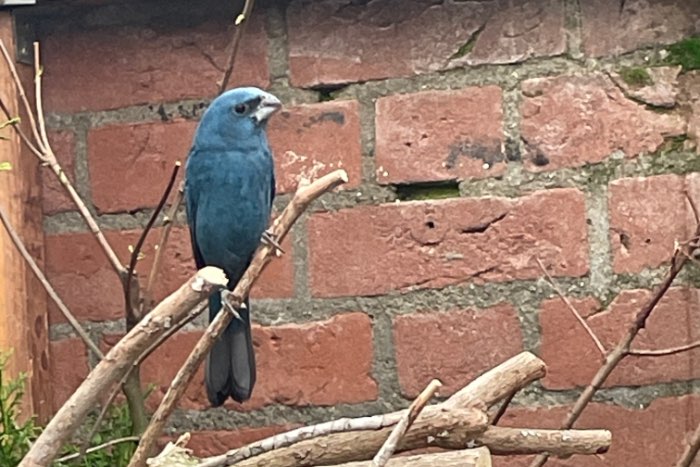 0.1 of 1.1 indigo bisschop/blauwgrijze kardinaal