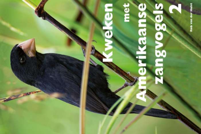 kweken met amerikaanse zangvogels deel 2 - nieuw