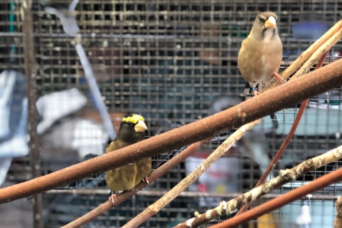 avond kernbijters ( cocotthrauses vespertinus)