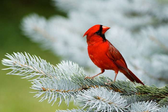 cardinalis cardinalis (cardinale rosso)