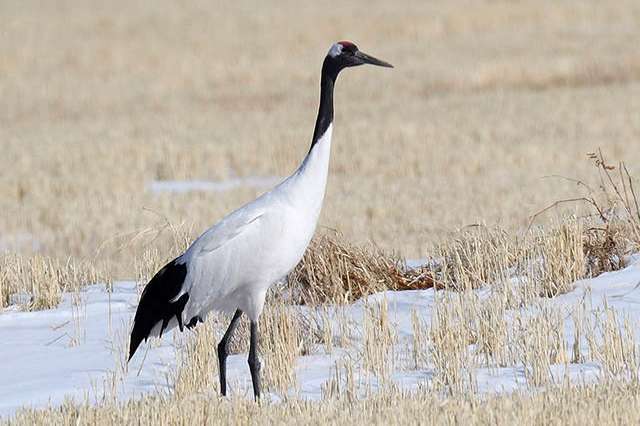 japanse kraanvogel