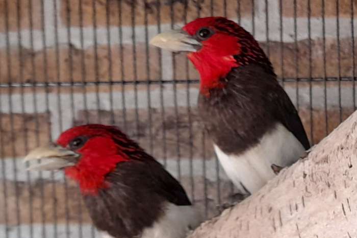 2-2 lybius melanopterus/ bruinborstbaardvogels