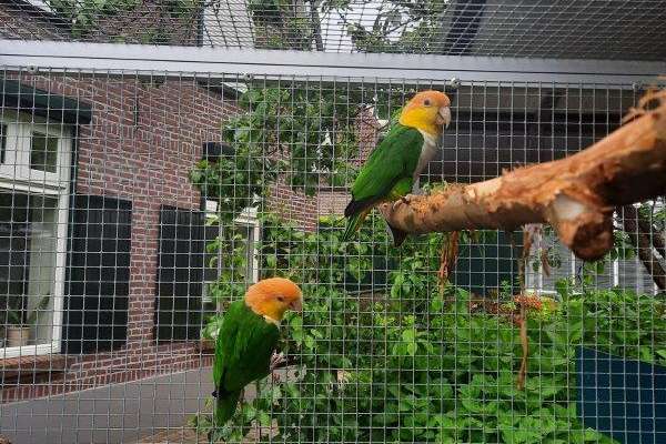 kweekpaar groendijcaique's/papegaaien.