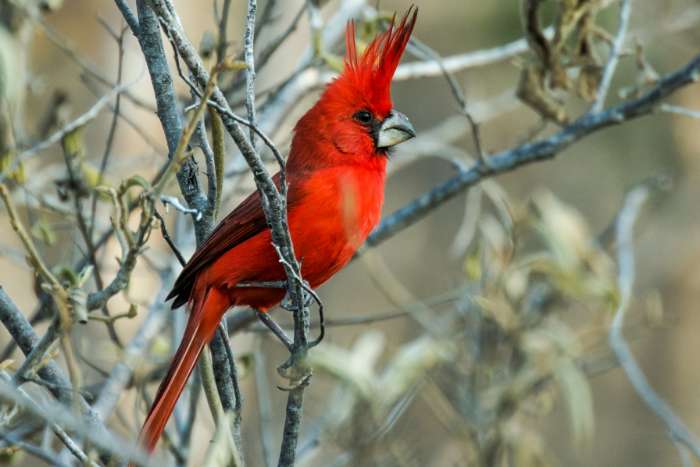 cardinalis phoeniceus (vermiljoen kardinaal)