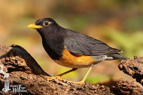 1-2 zwartborstlijster (turdus dissimilis)