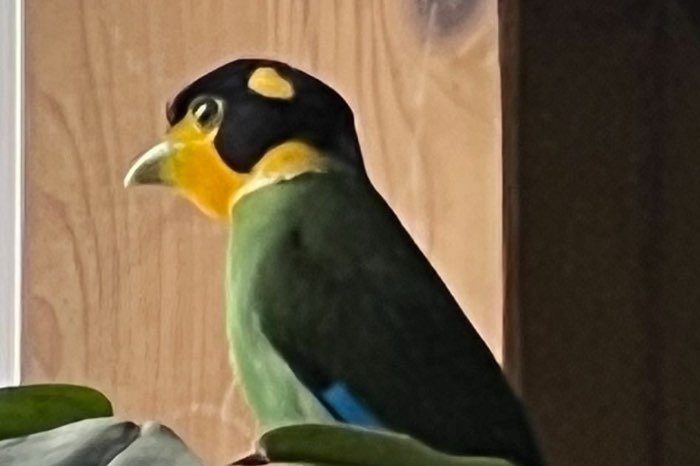 longtailed broadbill