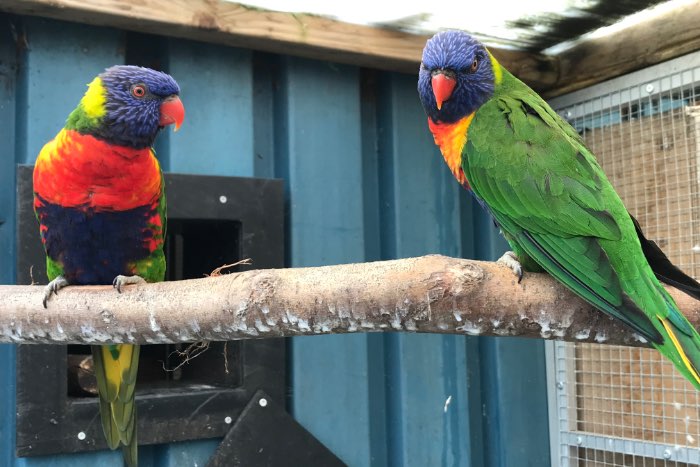 koppel lories van de blauwe bergen onverwant