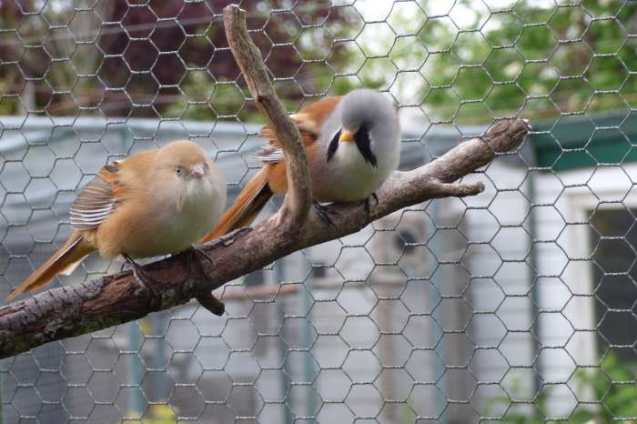 koppels baardmannetjes en losse pop