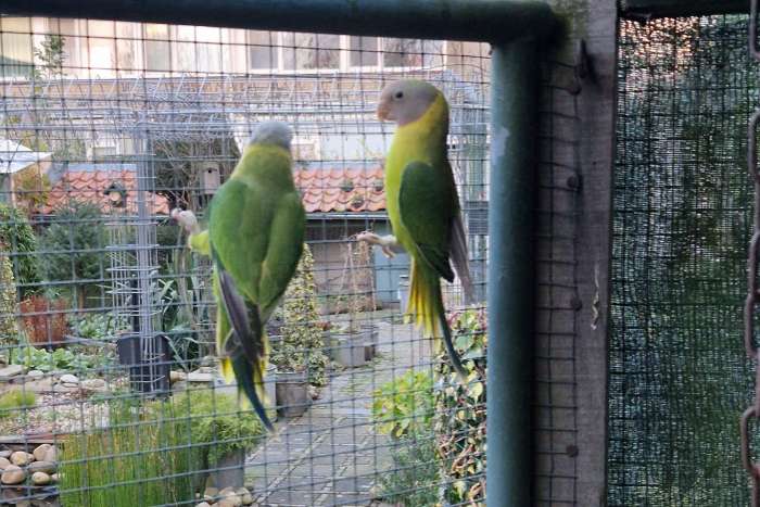 wildkleur pruimkop poppen