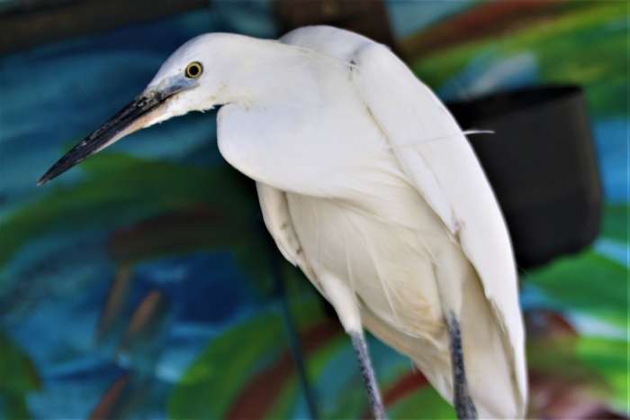 kleine zilverreiger