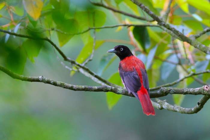 oriolus traillii - maroon oriole