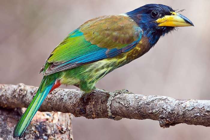 psilopogon virens - great barbet