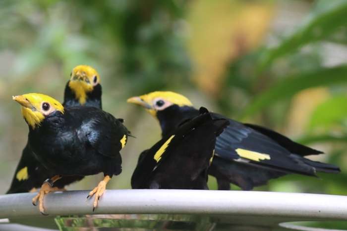 ampeliceps coronatus - golden-crested myna