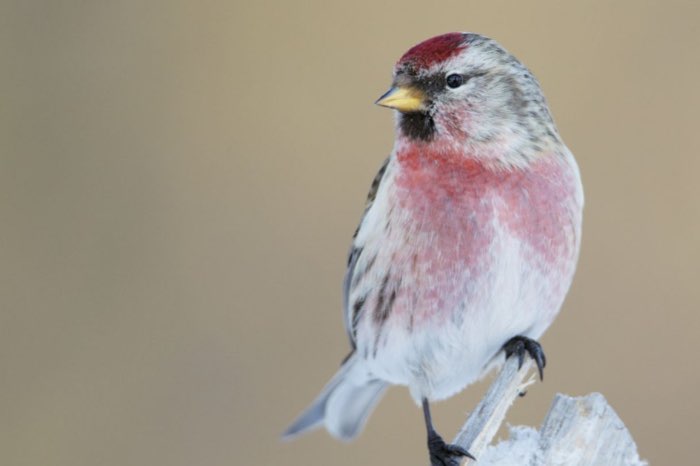 noordse / groenlandse  barmsijs