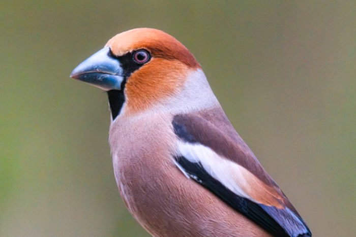 gezocht appelvink pop