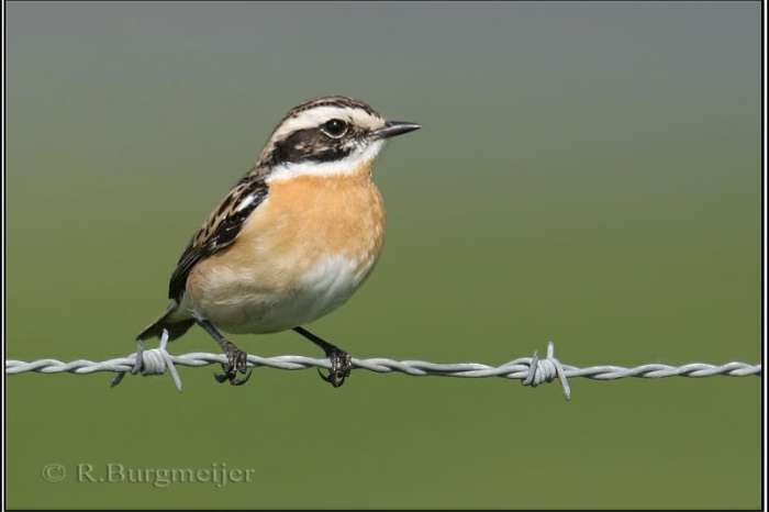 paapje  pop (saxicola rubetra) gezocht.