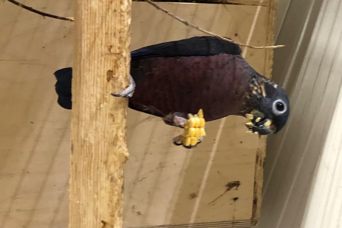 gevraagd: pionus fuscus man