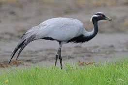 different stilts/cranes/ibis etc..