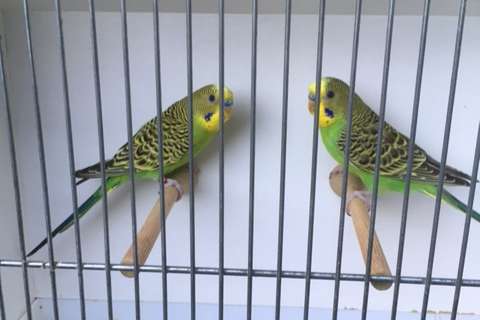 budgies - groene kleurgrasparkiet