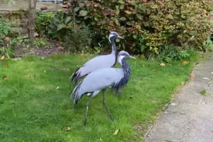 koppel juffer kraanvogel