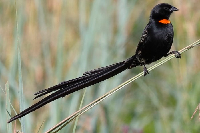 voorraadlijst vogels te koop