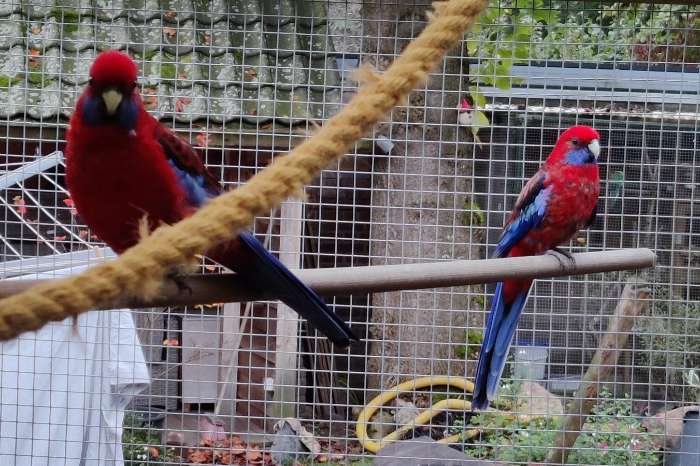 broedkoppel pennant rosella wildkleur