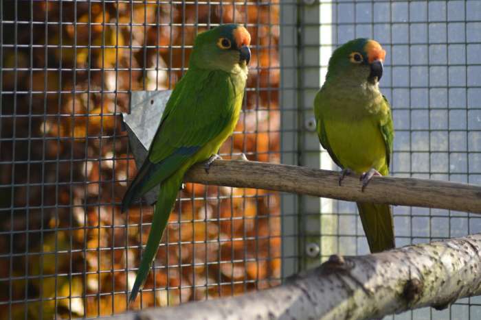 eupsittula aurea - goudvoorhoofd parkiet - aratinga