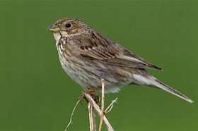 grauwe gors (emberiza calandra)