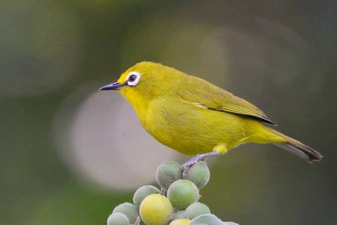 2-0 senegal brilvogels (zosterops senegalensis)