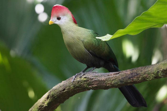 diverse toerako’s  - different turaco’s