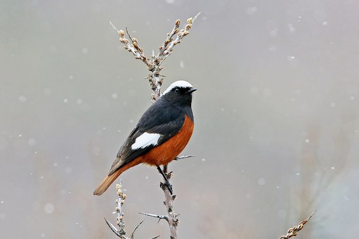 1-2 witkruin roodstaart - phoenicurus erythrogastrus