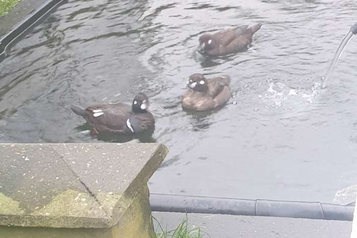 siereenden watervogels harlekijn eenden