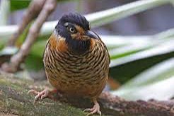 lanthocinla occelatus (druppel gaailijster)