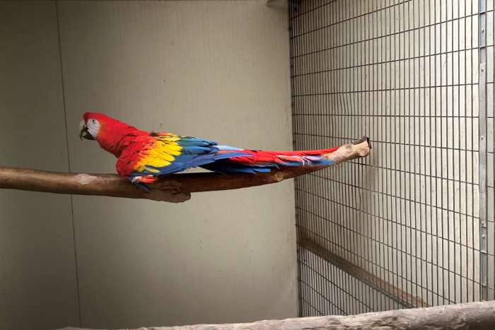 macaw