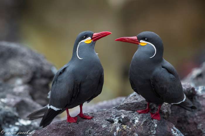 available 2 female of inca tern