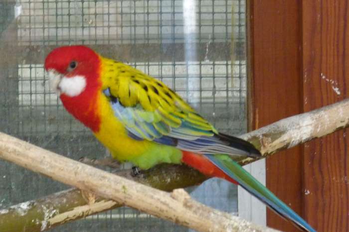 goudmantel rosella