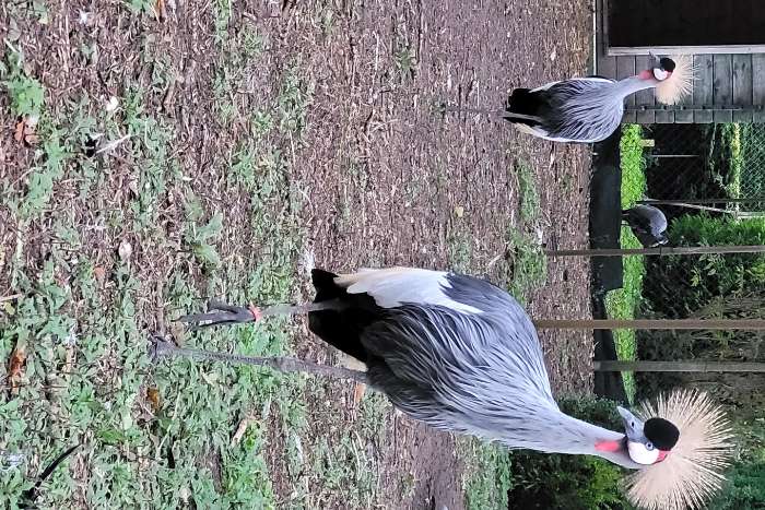 te koop: grijze kroonkraanvogel 1-1