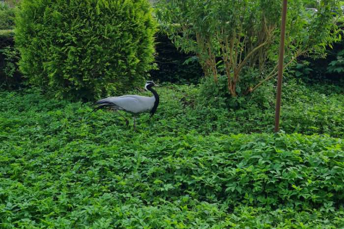 te koop: jufferkraanvogel 1-0