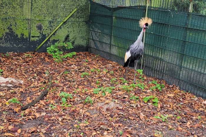 te koop: grijze kroonkraanvogel vrouw