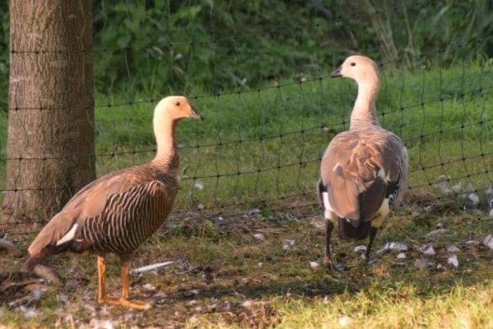 0-1 magelhaen gans kweekvrouw