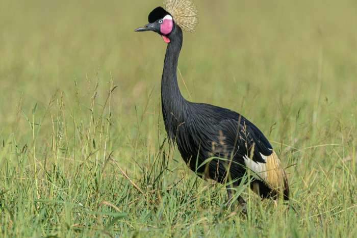 zwarte kroonkraanvogels