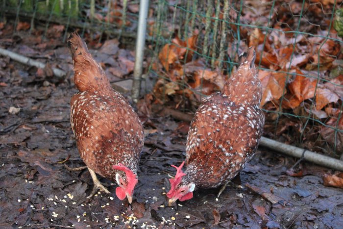 trio rood witgeparelde ancona kriel