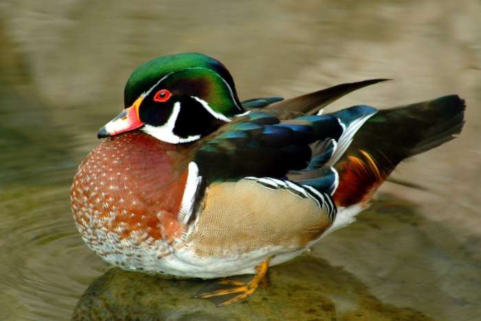 sierwatervogels (eenden & ganzen)