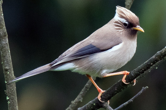 yuhina diademata, diadeemmeestimalia