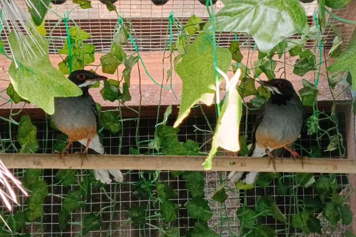 1,1 roodpoodlijster turdus plumbeus lijster rotfußdrossel