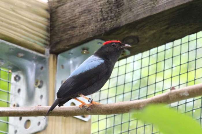 lance-tailed manakin