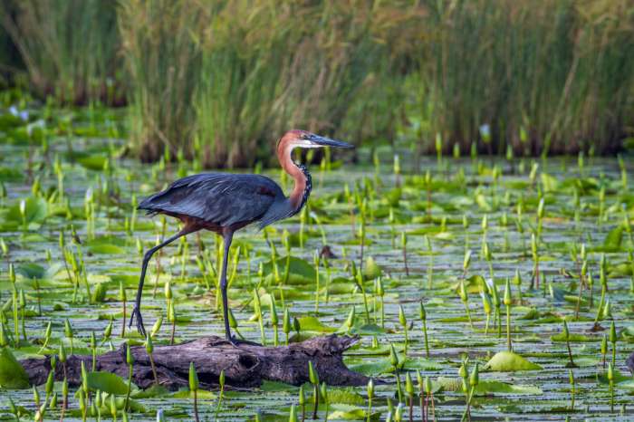 reuzenreiger - ardea goliath